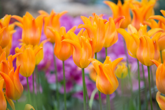 Orange Flowers