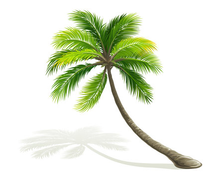 Drawing Palm trees Dessin animé Painting Tree paint angle white png   PNGEgg