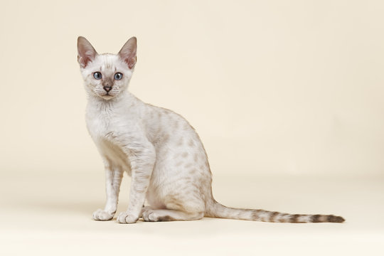 Katzen-Bengal-8971