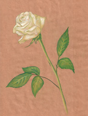 white rose pastel drawing