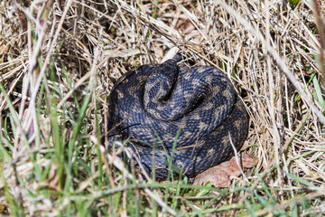 Adder Snake