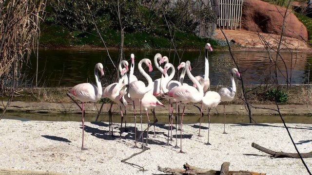 fenicotteri rosa, gruppo