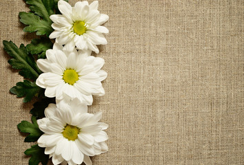 Canvas with chamomiles