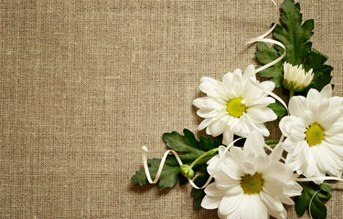 Chamomile composition on canvas