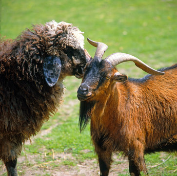 Tierfreunde_111372