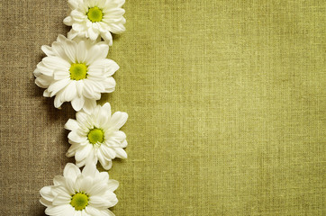 Daisies on canvas background