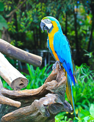 Colorful macaw