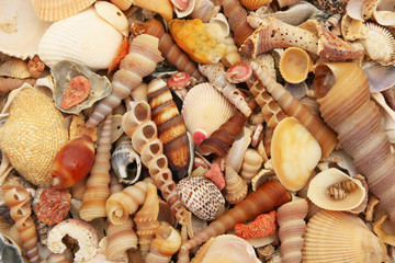 Variety of colorful sea shells