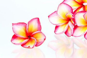 Plumeria flowers isolated on white