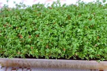 rzeżucha © robert6666