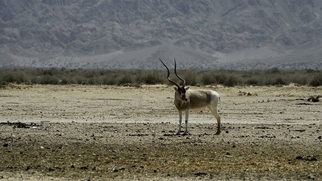 Wild antelope Addax in nature reserve, Eilat, Israel