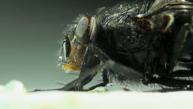 macro Housefly in amazing detail