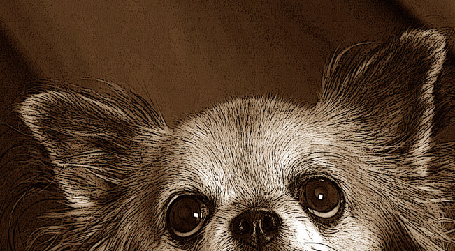 Chihuahua auf rotem Samt schaut mit treuen Augen nach oben