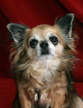 Chihuahua auf rotem Samt schaut mit treuen Augen nach oben .