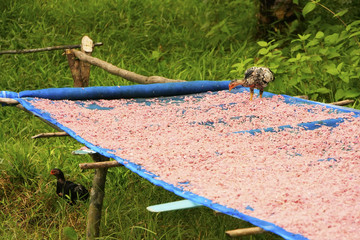 Table with dried shrimp in local village, Ream National Park, Ca