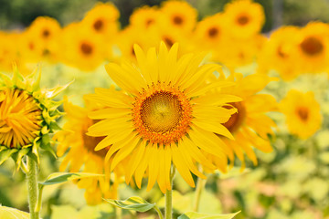 Sunflower