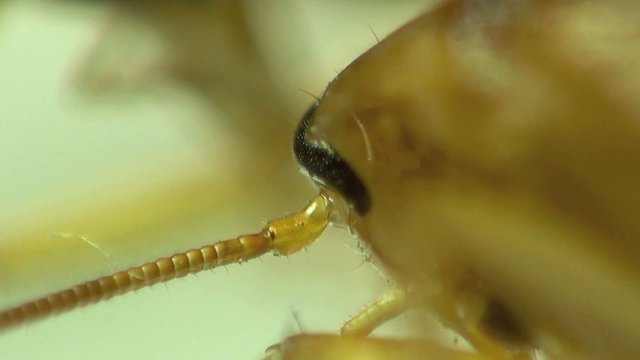 Cockroach in the kitchen macro