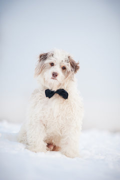 Elegant cute dog wearing a tie dreaming
