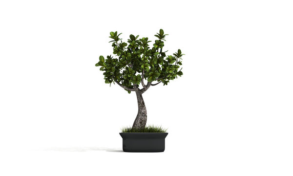 little bonsai