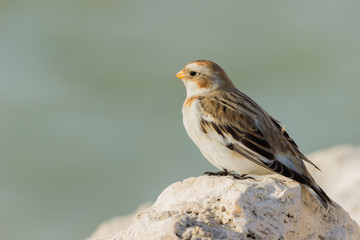 Fototapeta premium Snow Bunting