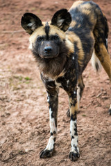 African Hunting Dog
