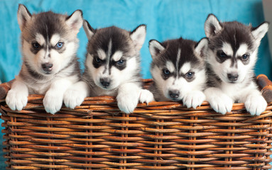 four puppies Husky © Denis Kadatsky