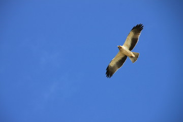Volando libre