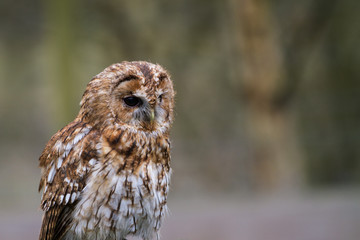 Tawny Owl