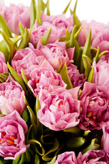 Obraz premium Beautiful purple tulips 