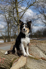 Bordercollie