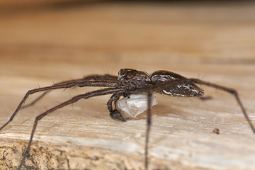 Wolf spider with eggsack, macro photo