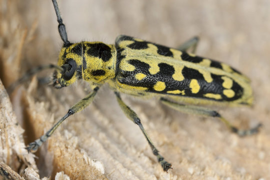 Ladder-marked long horn beetle (Saperda scalaris) on wood