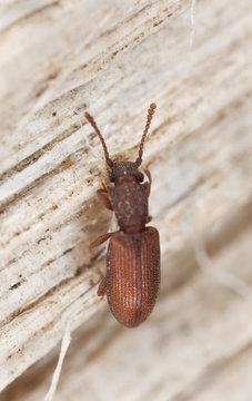 Two-toothed Grain Beetle, Silvanus bidentatus on wood