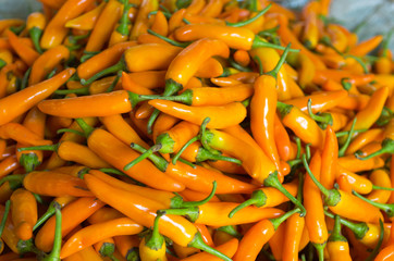 Yellow chili pepper