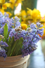 market hyacinths