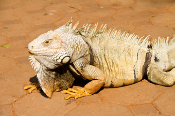 Iguana