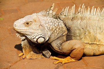 Iguana