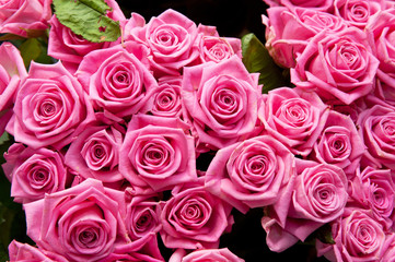 roses background