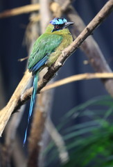 motmot