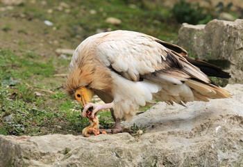 percnoptère en train de dévorer