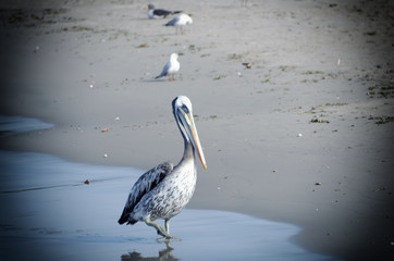 pelican on the beach