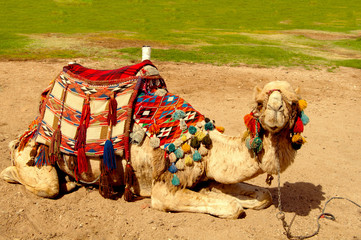 camel liying in the sand