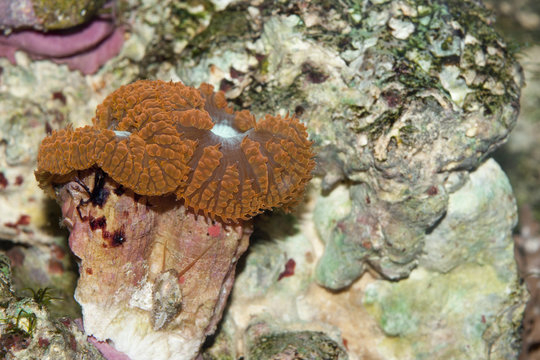 A macro shot of Blastomussa coral
