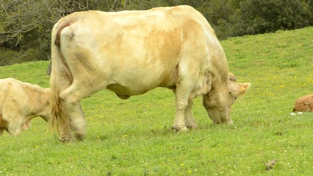 bacas pastando en el campo