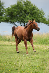 Obraz na płótnie Canvas Nice Quarter horse stallion running on pasturage