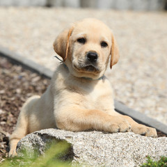 Adorable labrador retriever puppy lying on a stone