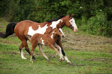 Paint horse mare with adorable foal on pasturage