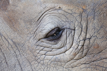 Detail of a eye great one-horned rhinoceros