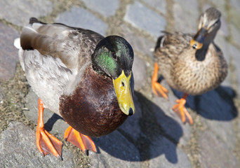Wild duck in Amsterdam