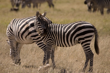 Fototapeta na wymiar Couple of Zebra